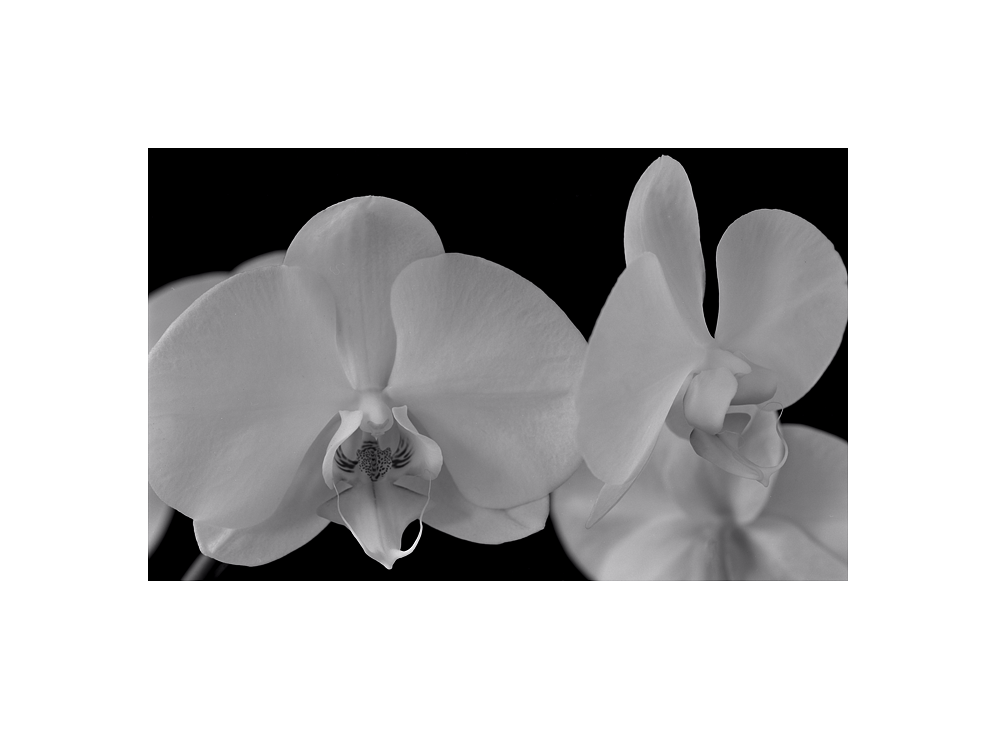 Orchids, 2010