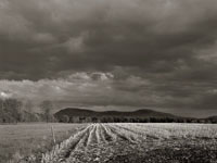 Corn Field